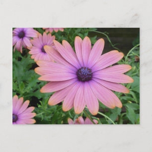 Postal Pink Daisy