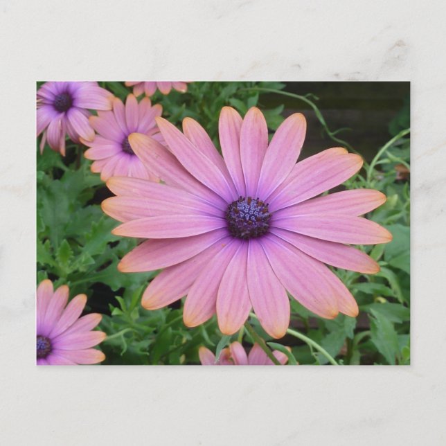 Postal Pink Daisy (Anverso)