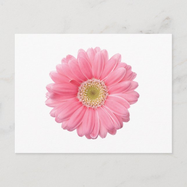 Postal PINK DAISY fondo blanco de una sola flor P36 (Anverso)