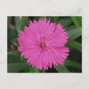 Postal Pink Dianthus