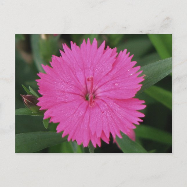 Postal Pink Dianthus (Anverso)
