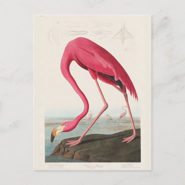 Postal Pink Flamingo, Birds of America de J.J. Audubon (Anverso)