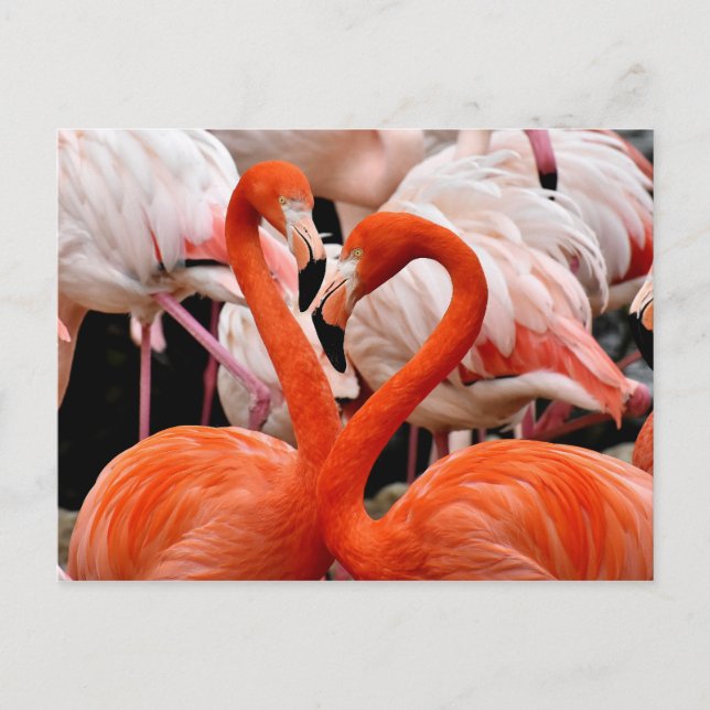 Postal Pink Flamingo Flock Love Heart Valentine Bird (Anverso)