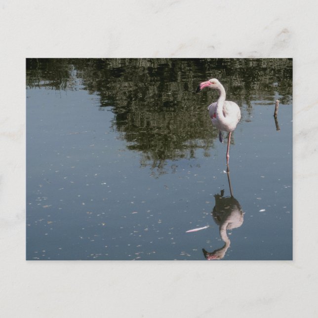 Postal pink flamingo in the water (Anverso)