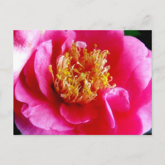 Postal Pink Gardenia Macro Postcard