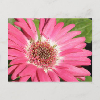 Postal Pink Gerber Daisy