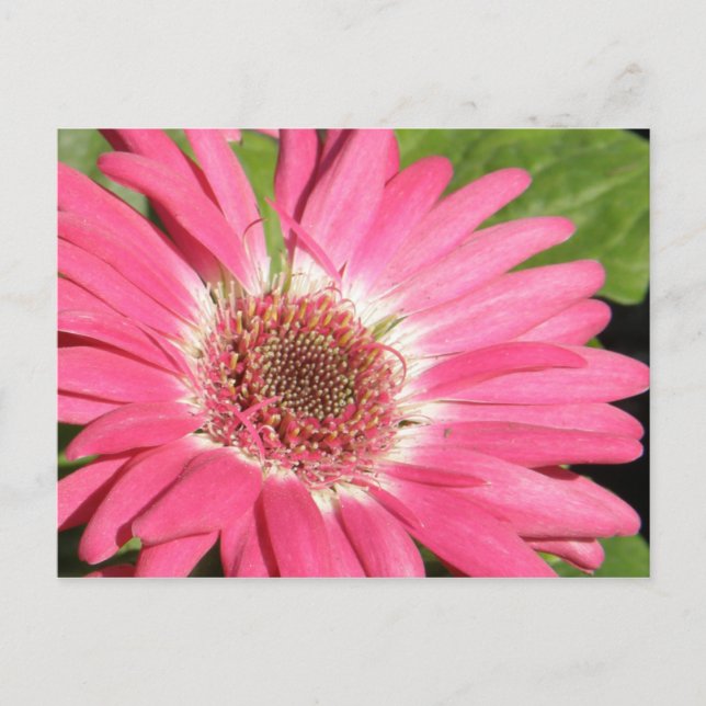 Postal Pink Gerber Daisy (Anverso)