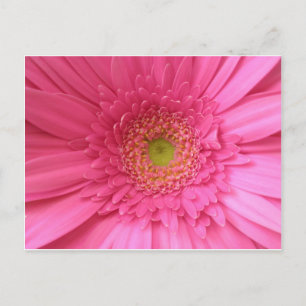 Postal Pink Gerber Daisy