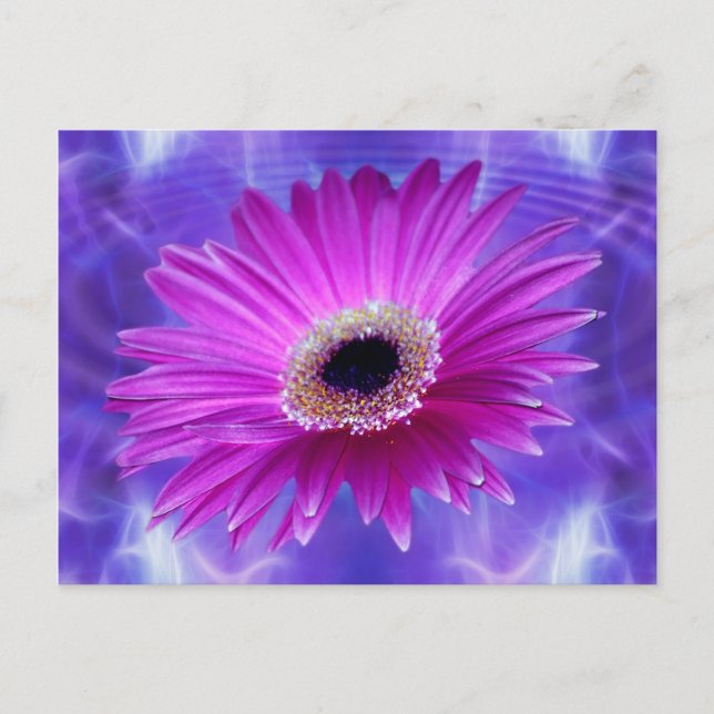 Postal Pink Gerber Daisy (Anverso)