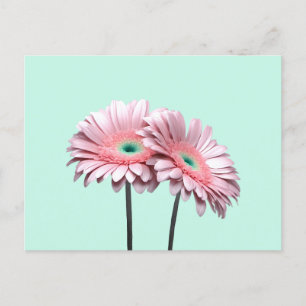 Postal Pink Gerbera Daisies
