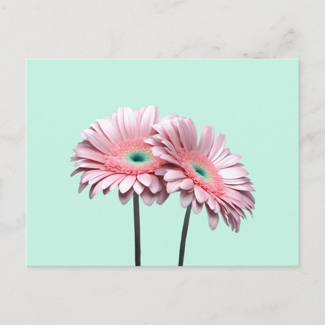 Postal Pink Gerbera Daisies (Anverso)