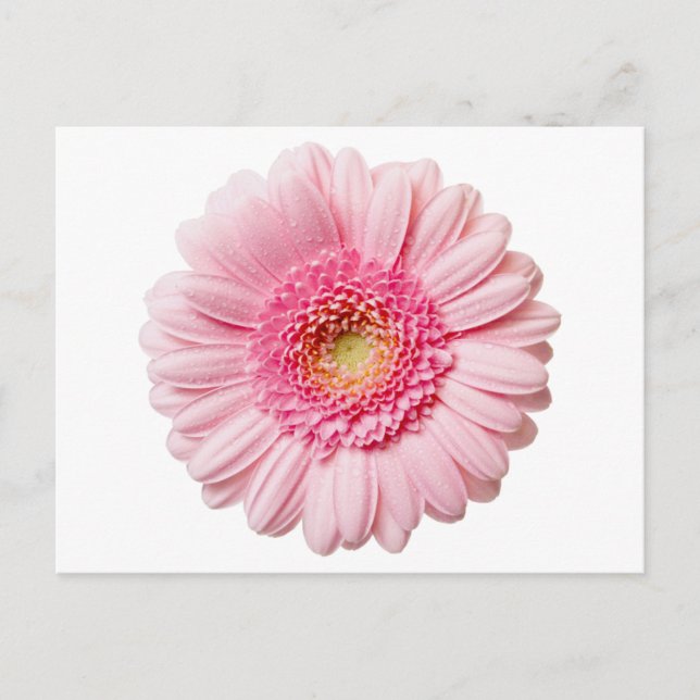 Postal Pink Gerbera Daisy (Anverso)