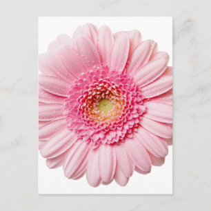 Postal Pink Gerbera Daisy