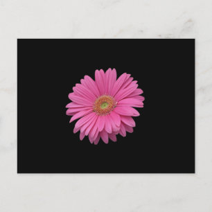 Postal Pink Gerbera Daisy