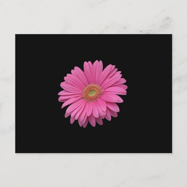 Postal Pink Gerbera Daisy (Anverso)