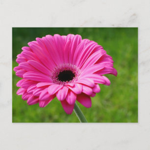 Postal Pink Gerbera Daisy