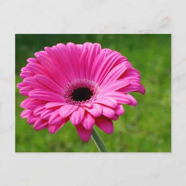 Postal Pink Gerbera Daisy (Anverso)