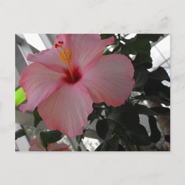 Postal Pink Hibiscus (Anverso)