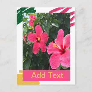 Postal Pink Hibiscus