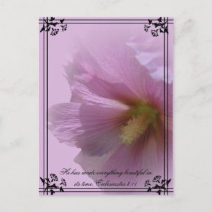 Postal Pink Hollyhock