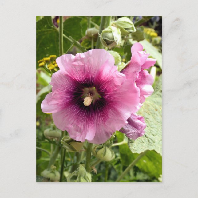 POSTAL PINK HOLLYHOCK (Anverso)