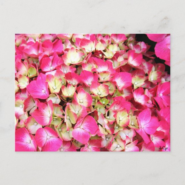 Postal Pink Hydrangea Bouquet (Anverso)