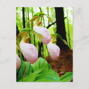 Postal Pink Lady Slipper Wild Orchid