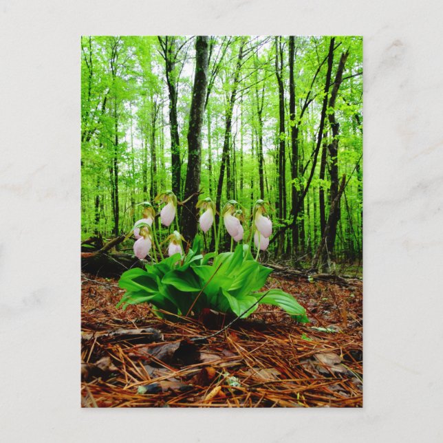 Postal Pink Lady Slipper Wild Orchid (Anverso)