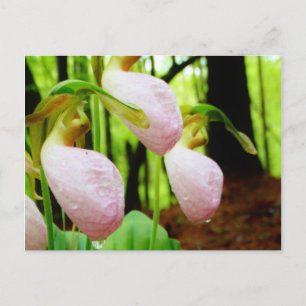 Postal Pink Lady Slipper Wild Orchid