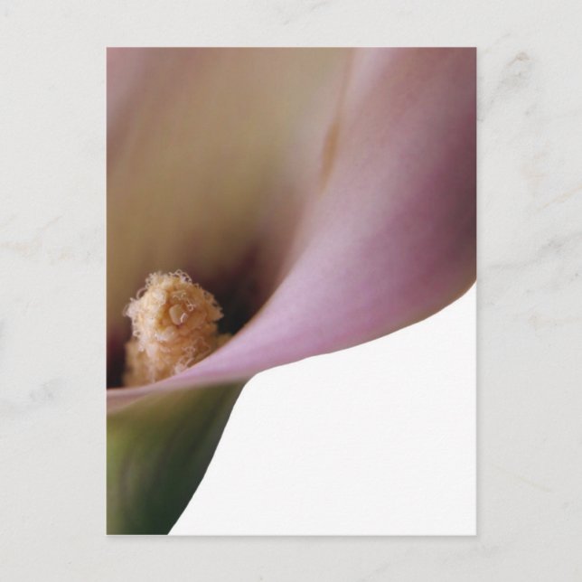Postal Pink Lilly Postcard (Anverso)