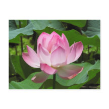 Pink Lotus Bloom