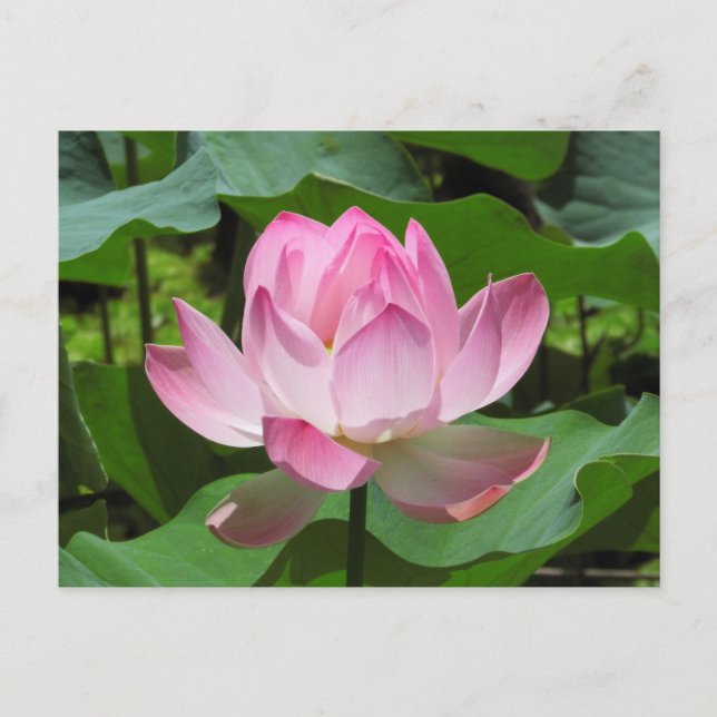 Postal Pink Lotus Bloom (Anverso)