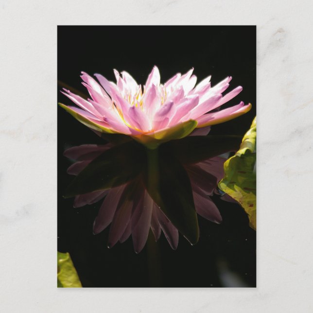 Postal Pink Lotus Water (Anverso)