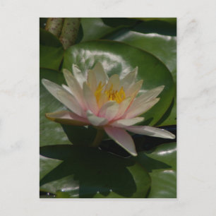 Postal Pink Lotus Water