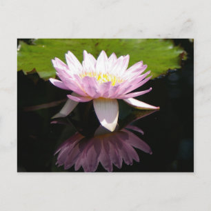 Postal Pink Lotus Water