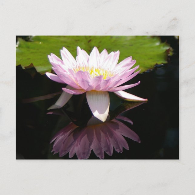 Postal Pink Lotus Water (Anverso)