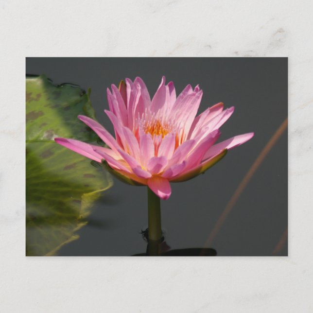 Postal Pink Lotus Water (Anverso)