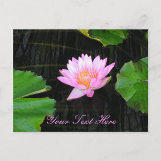 Postal Pink Lotus Water