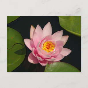 Postal Pink Lotus Water
