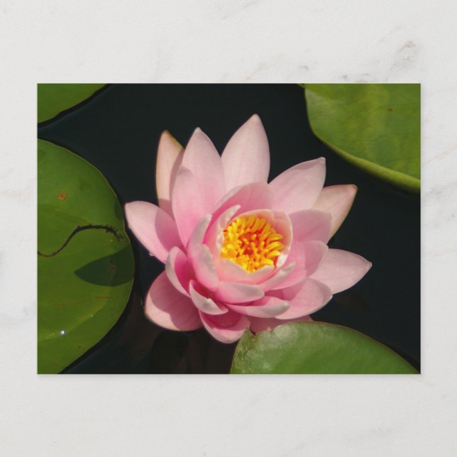 Postal Pink Lotus Water (Anverso)