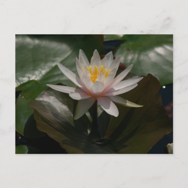 Postal Pink Lotus Water (Anverso)