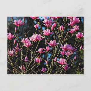 Postal Pink Magnolia Blossom