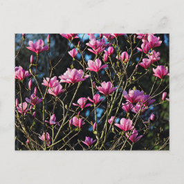Postal Pink Magnolia Blossom