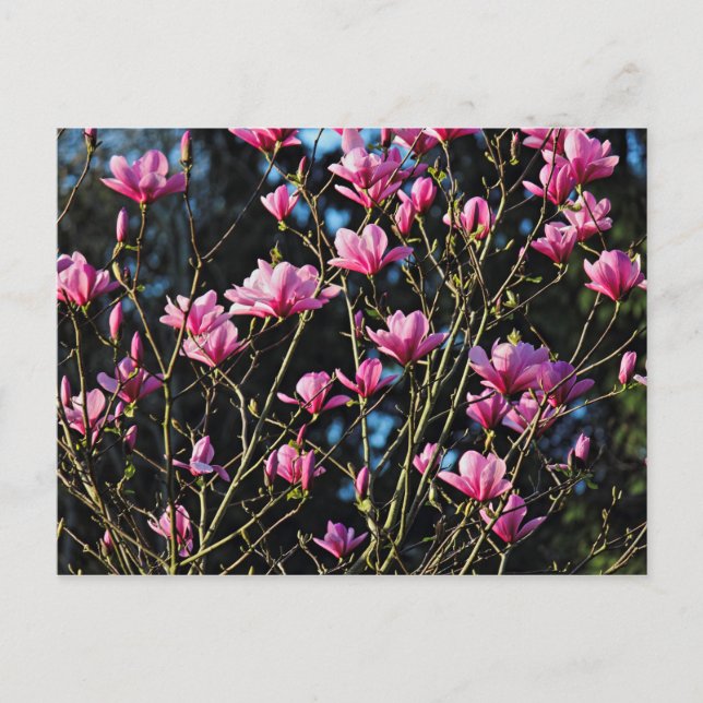 Postal Pink Magnolia Blossom (Anverso)