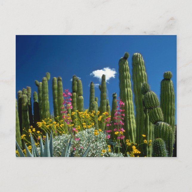 Postal Pink Many Plantas, desierto de Sonoran, flores de  (Anverso)