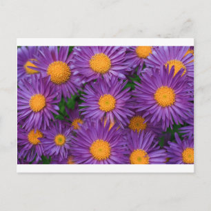 Postal Pink Michaelmas Daisy