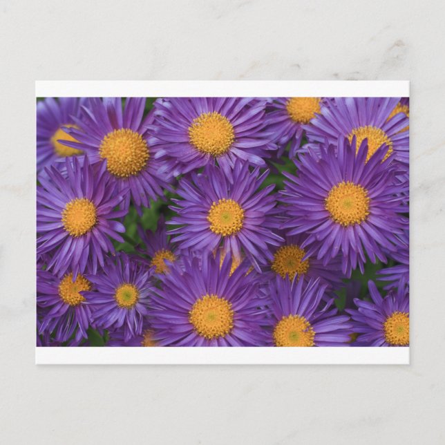 Postal Pink Michaelmas Daisy (Anverso)