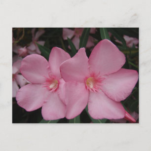 Postal Pink Oleander