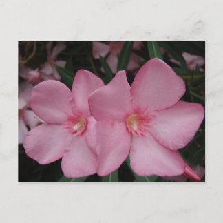 Postal Pink Oleander