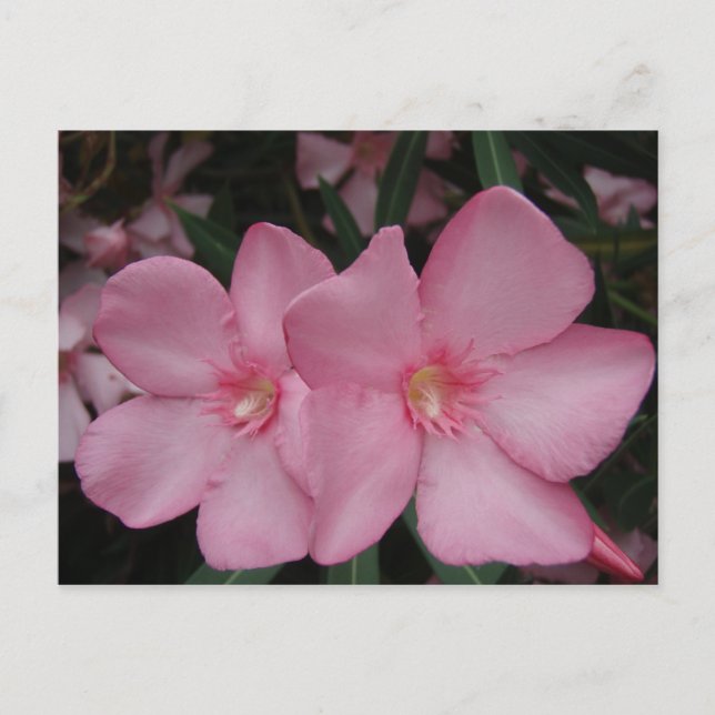 Postal Pink Oleander (Anverso)